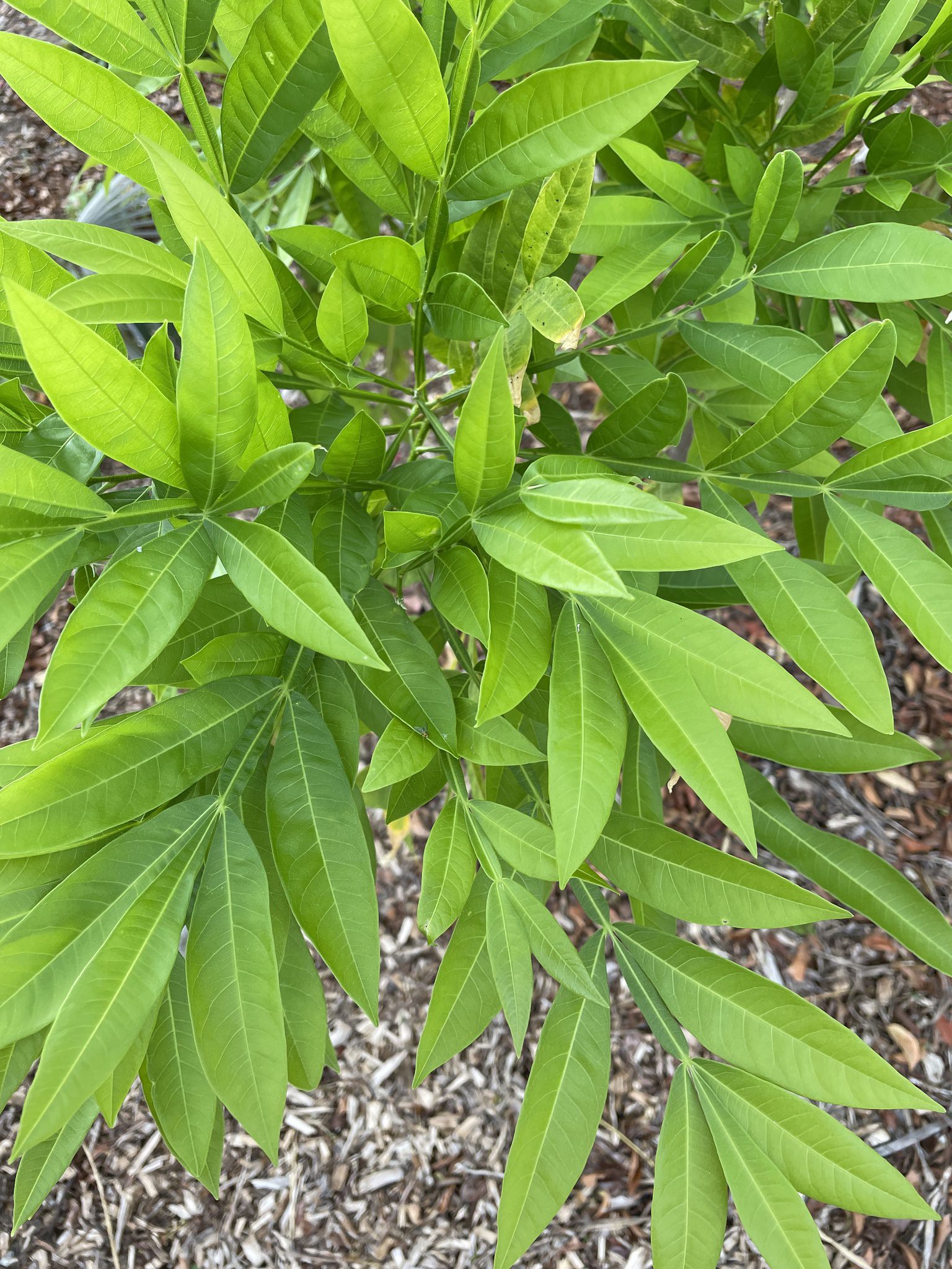 Sapindus saponaria 